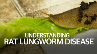 Understanding Rat Lungworm Disease [upl. by Sirahc]