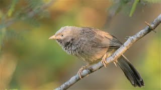 Nature Jungle Babblers Bird Call [upl. by Bordie]