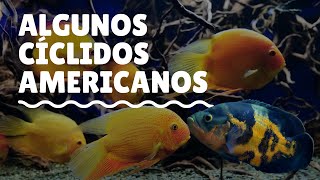 5 VARIEDADES y  quotciclidos americanosquot OSCAR 🇧🇷  Apistograma SEVERUM Salvini DISCO escalaes [upl. by Staten]