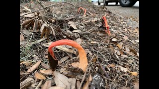 Stinkhorn Mushroom [upl. by Medlin]