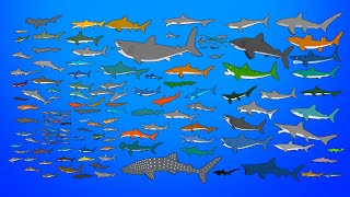 145 Sharks Size Comparison  Living and Extinct  What is the biggest shark [upl. by Leal847]