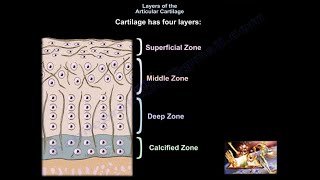 Layers of Articular Cartilage  Everything You Need To Know  Dr Nabil Ebraheim [upl. by Aihsetan]