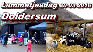 Lammetjesdag Schaapskooi Doldersum 20 03 2016 [upl. by Yesnik]