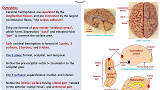 Sulciampgyri of the cerebral hemispheresDrAhmed Farid [upl. by Lyndsay97]