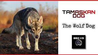 Tamaskan Dog  The Finnish wolf dog  Dog breed facts  BBG K9 [upl. by Banks]