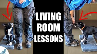 5 Puppy Training Exercises You Should Do EVERY DAY At Home  Living Room Lessons [upl. by Sammie803]