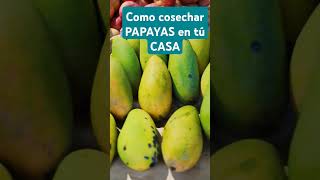 Como cosechar PAPAYAS en tú CASA [upl. by Heywood]