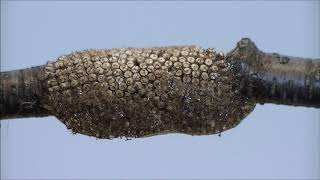 Eastern tent caterpillar egg mass [upl. by Joane]