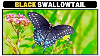 Black Swallowtail Butterfly Nature’s Colorful Marvel [upl. by Meyer]