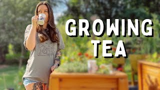 Grow Your Own Tea Plant  Growing a Container Tea Garden [upl. by Eddana547]