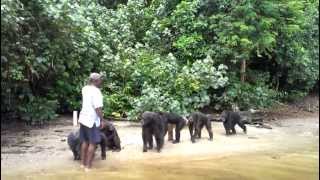 Chimpanzee Island Liberia  Part 12 [upl. by Neirbo]