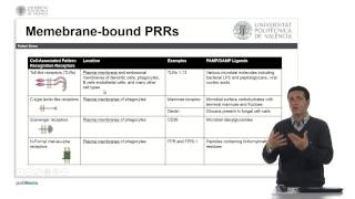 Receptores de patrones moleculares Generalidades   UPV [upl. by Eillib]