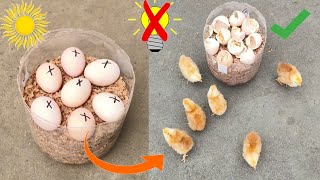 How to hatch eggs at home without incubator  Incubator plastic box help sunlight 100 result [upl. by Shalom]