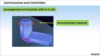 6 11B085 CV3 Centrosomes and Centrioles [upl. by Kevin717]