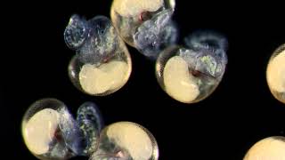 Cute veliger larvae of a venomous marine snail Conus textile [upl. by Nylssej]