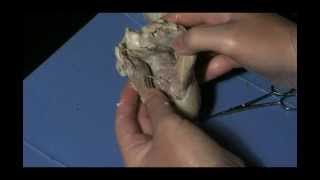 Sheep Heart Dissection Student Cut 1 for Lesson Plan [upl. by Croix]