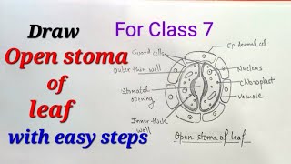 Open stomata of leaf drawing for class 7 how to draw open stomata  open stoma of leaf drawing easy [upl. by Eelasor]