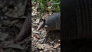 The Tragicomic Tale of Armadillos Jumping into Traffic [upl. by Asilram329]