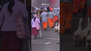 🎯 Gansos desfilaron por fiestas patrias en Mollendo Perú shortsfeed shortvideo arequipa [upl. by Curt]