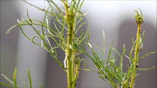 Ants Farming Aphids  Planting Cosmos as a Trap Crop for Aphids [upl. by Almeida]