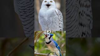 Snowy Owl VS Other Birds AmericanRobinBarnOwlBlueJay shorts birds wildbirds [upl. by Suolekcin]