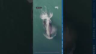 New Southern Resident orca calf seen in stunning NOAA drone video [upl. by Enilegnave]