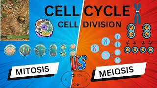 Cell Cycle and Cell Division l NCERT LINE l QUICK REVISION l neetncertbiology [upl. by Entirb]