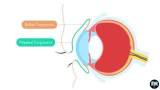 Eye Anatomy Chapter 2  The Conjunctiva 1 [upl. by Albion239]