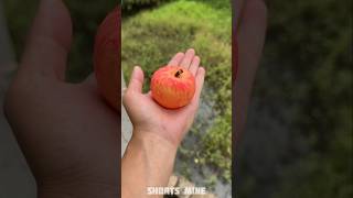 Fake Apple Prank In Dadi 🍎😂 New Viral Gadgets Smart Appliances Kitchen Utensils Home Inventions [upl. by Earal]