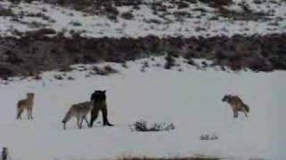 Coyotes Defend Their Den From a Wolf [upl. by Okiruy]