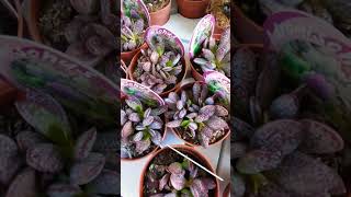 𝗔𝗗𝗥𝗢𝗠𝗜𝗦𝗖𝗛𝗨𝗦 𝗧𝗥𝗜𝗚𝗜𝗡𝗨𝗦 adromischus triginus seculent sekulen bungaindah unikdanlucu shorts [upl. by Harbot771]