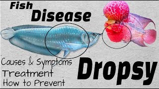 Aquarium Fish Disaster  What is Dropsy Disease and How To Cure Them [upl. by Kamat]