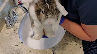 Bunny Bathtime with Oliver ❤️ [upl. by Huba543]