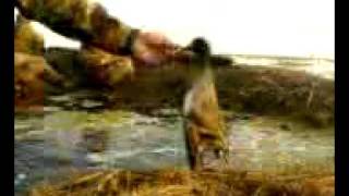 Duck Hunting in Pakistan Shikar [upl. by Finbur]