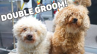 DOUBLE Matted Dog Groom [upl. by Faxon13]