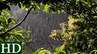 Rain Sounds and Forest Sounds  Relaxing Sleep [upl. by Ashla]