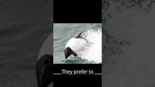 Fun Fact Friday Commersons Dolphins [upl. by Rudolph662]