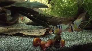 German blue rams amp Ramshorn snails eating [upl. by Strage]