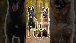 The key personality difference between German Shepherds and Belgian Malinois [upl. by Ellasal]