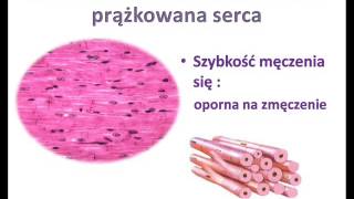 Tkanka mięśniowa [upl. by Latreshia]