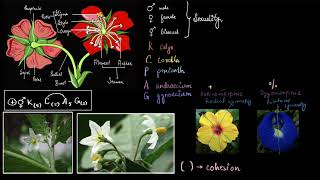 Floral formula  Plant kingdom  Biology class 11  Khan Academy [upl. by Coreen]