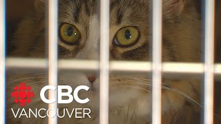 BC SPCA launches project to support people fleeing from domestic violence [upl. by Atirahc242]