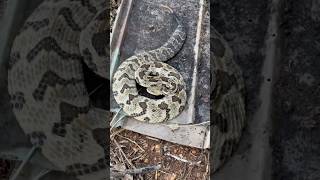 Finding a HUGE RATTLESNAKE under metal timber canebrake rattlesnake herping flipclip snakes [upl. by Werner]