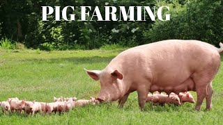 The Cost Of Starting A Profitable PIG Farm Business For Beginners [upl. by Denney128]