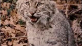 Fantastic Deadly Bobcat Cubby Tips bobcattrapping trapper trapping predatorcontrol [upl. by Anavlys394]