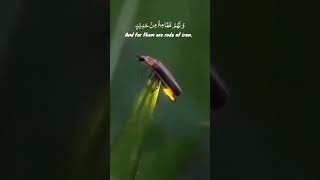 Surah Hajj Aayat Verses 19202122 By Qari shahjhan💯♥️👍viralvideoshortvideoksnzul iman [upl. by Diane]