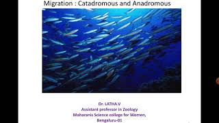 Migration in Fishes Anadromous and Catadromous [upl. by Yhtur]