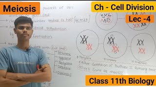 Meiosis  Stages Of Meiosis  Cell division [upl. by Ahsekam]