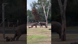 Taronga Zoo Dubbo  Animal World  Viral  Video  Edan  Parudeesa [upl. by Favian158]