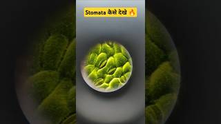 Plants में रंध्र l Stomata कैसे देखे ll Biology 🧫 Practical by skdigrawal [upl. by Pelagias]